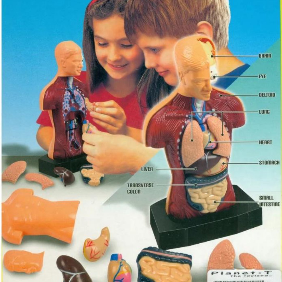 Human Body Model for Kids