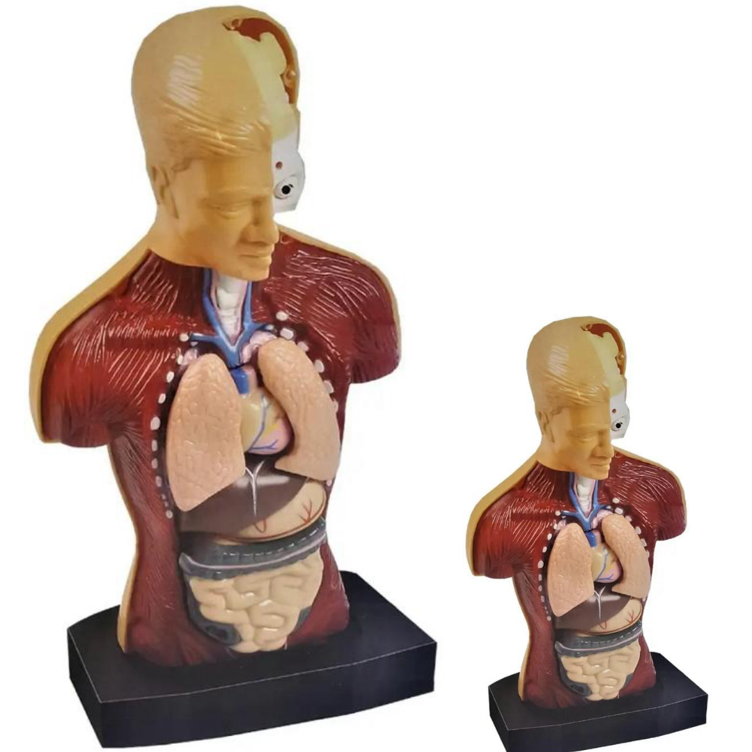 نموذج جسم الإنسان للأطفال