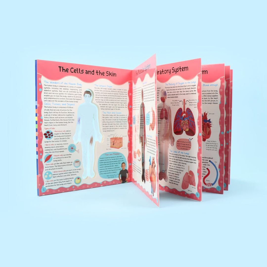 Discover the Human Body - English Edition | Educational Books For Kids - Fun Learning Store