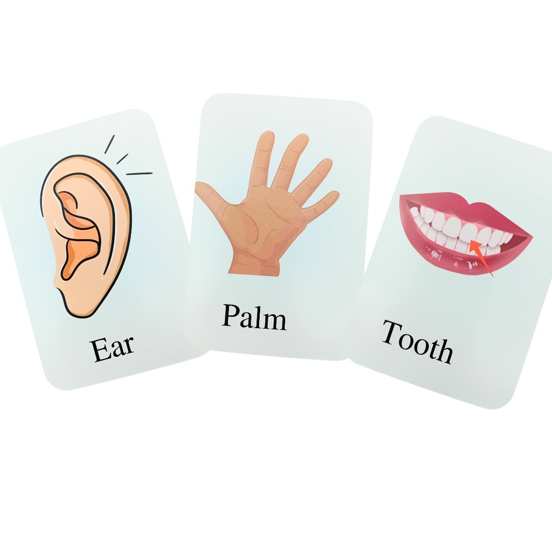 Early Learning Educational Teaching Flash Cards - 36 Pcs | Interactive Learning Tool for Kids | The Body Parts - Fun Learning Store