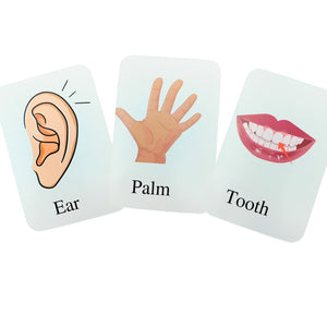 Early Learning Educational Teaching Flash Cards - 36 Pcs | Interactive Learning Tool for Kids | The Body Parts - Fun Learning Store