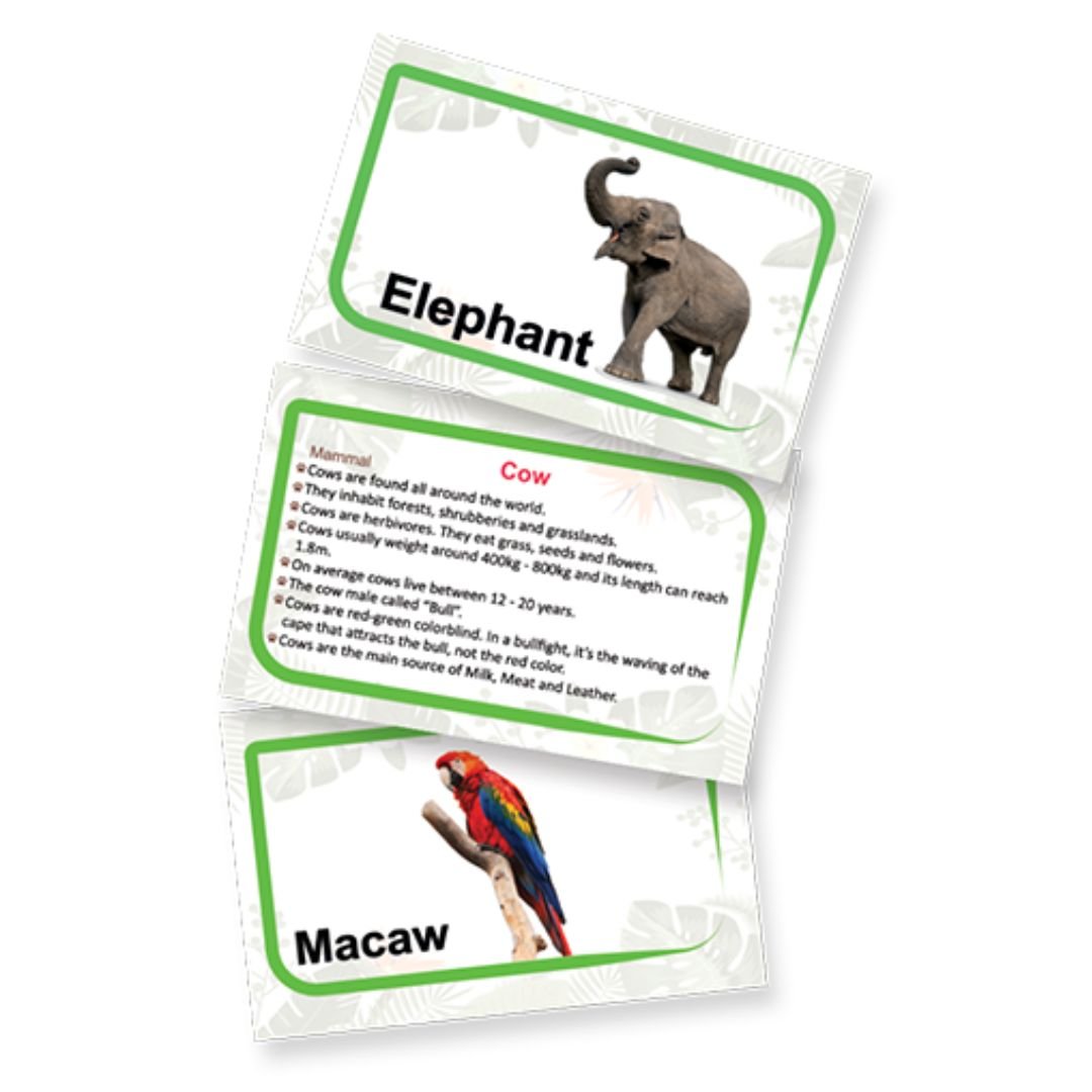 Educational Flash Cards for Kids - Animals Kingdom - Fun Learning Store