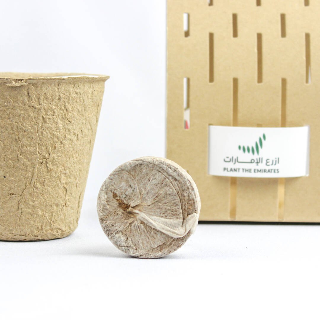 Ghafet Zayed - Sustainable Agricultural Gift Set with Ghaf Tree Seeds - Fun Learning Store