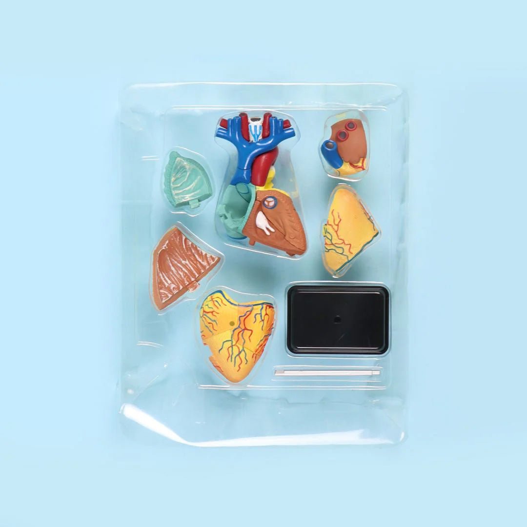 Heart Anatomy Model – Interactive Learning Tool for Kids and Students - Fun Learning Store