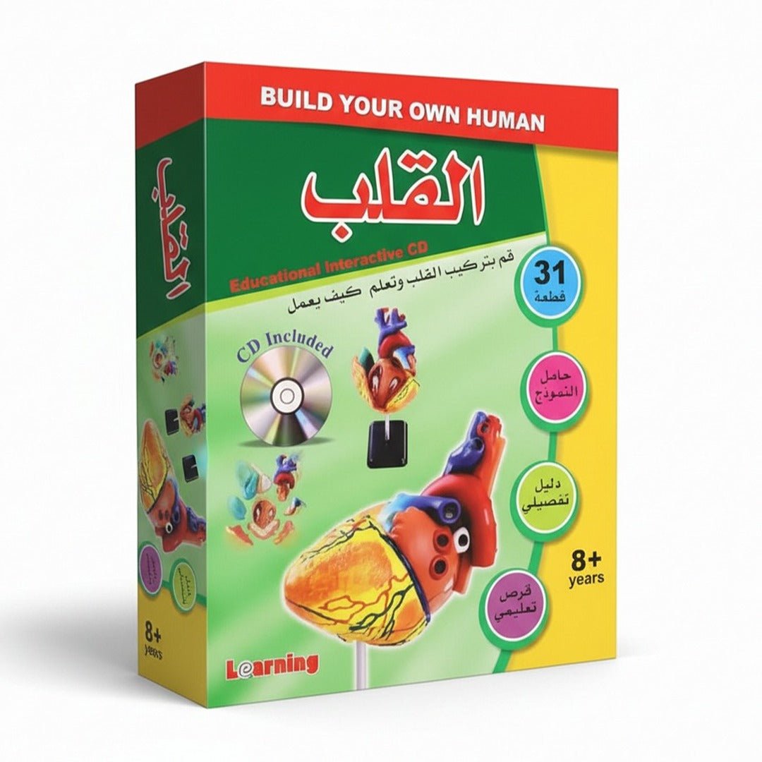 Heart Anatomy Model – Interactive Learning Tool for Kids and Students - Fun Learning Store