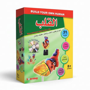 Heart Anatomy Model – Interactive Learning Tool for Kids and Students - Fun Learning Store