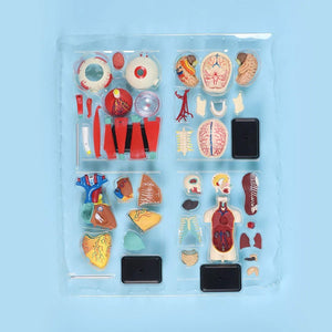 Human Anatomy Museum Model – 137 - Piece Educational Tool for Kids and Students - Fun Learning Store