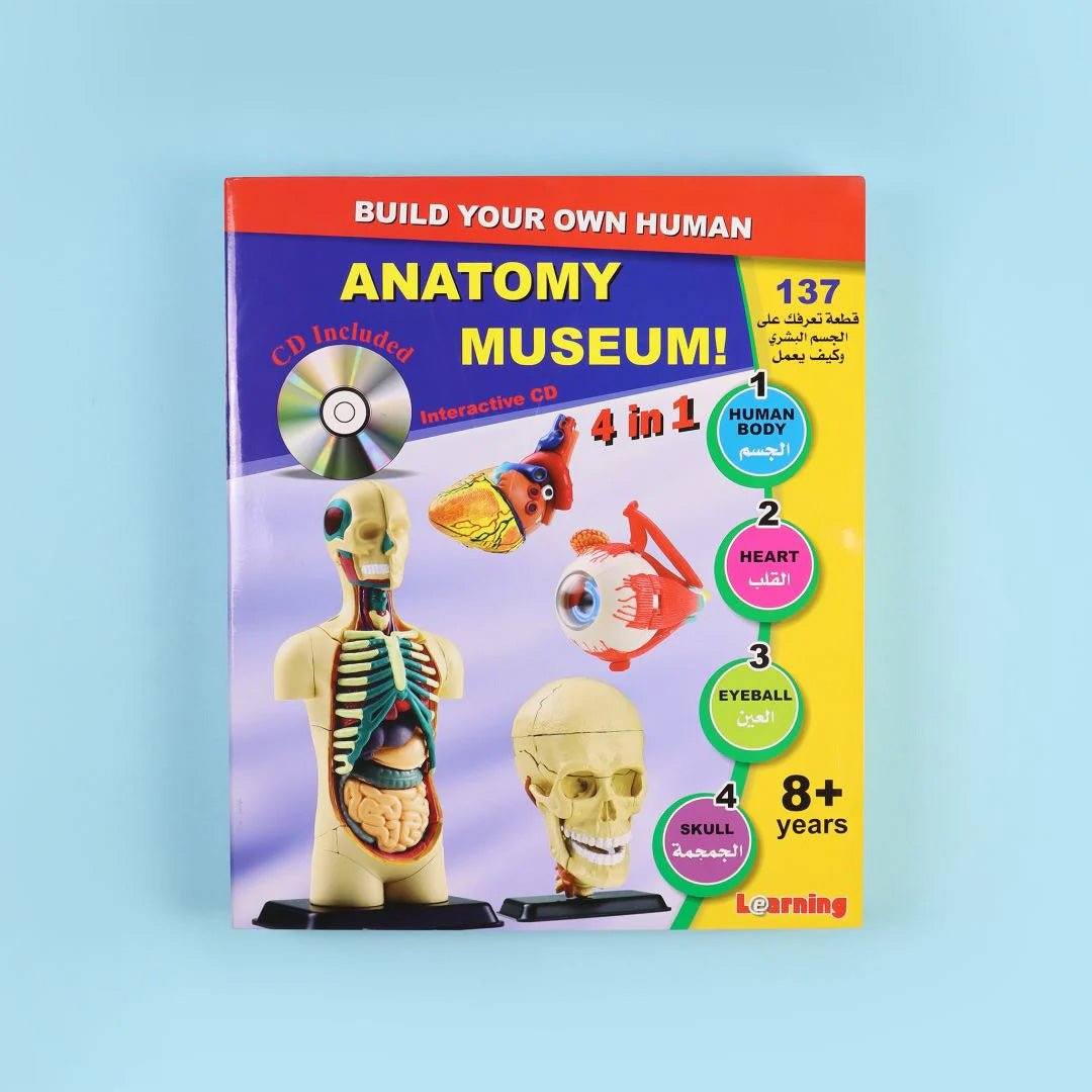 Human Anatomy Museum Model – 137 - Piece Educational Tool for Kids and Students - Fun Learning Store