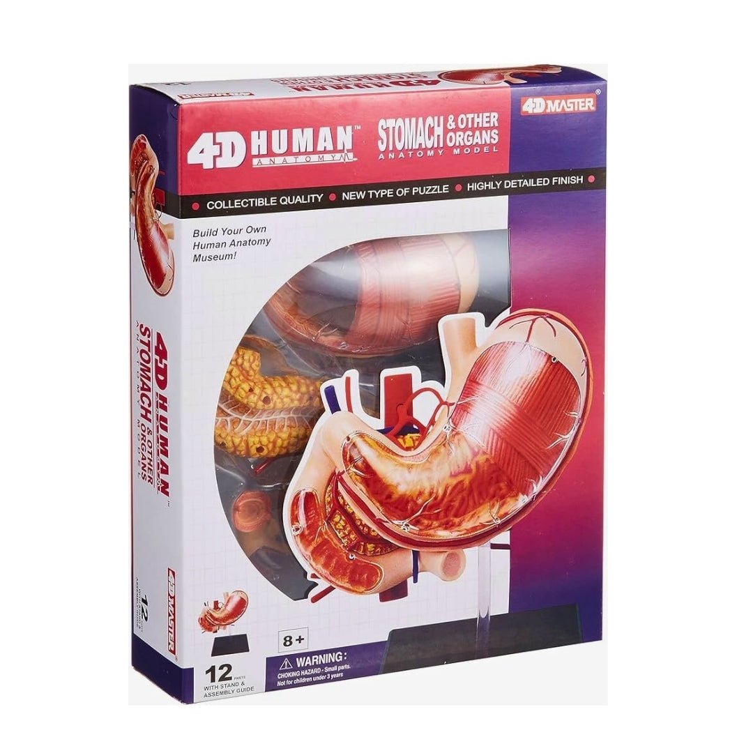 Human Anatomy – Stomach Model | Explore the Core of Digestion! - Fun Learning Store
