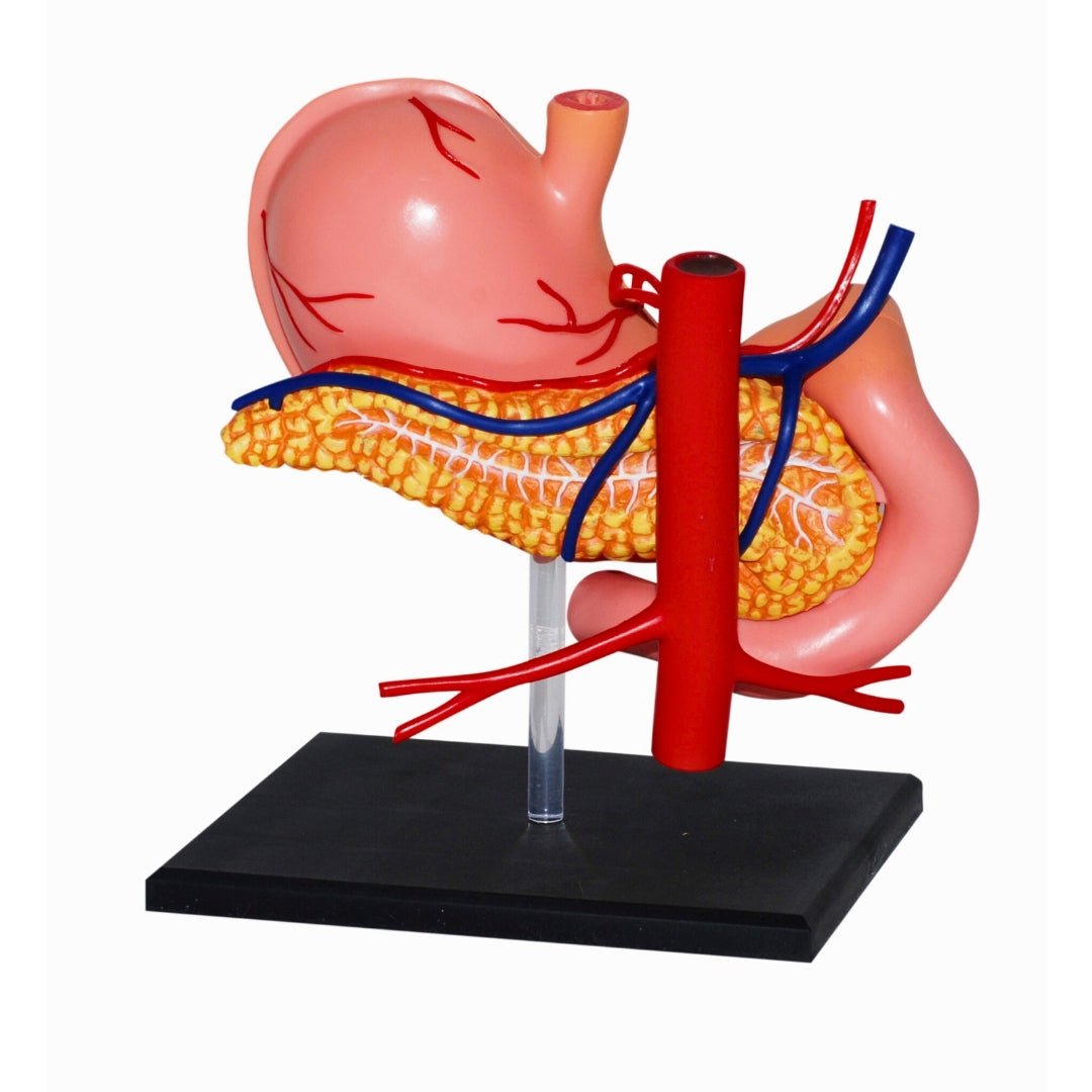 Human Anatomy – Stomach Model | Explore the Core of Digestion! - Fun Learning Store