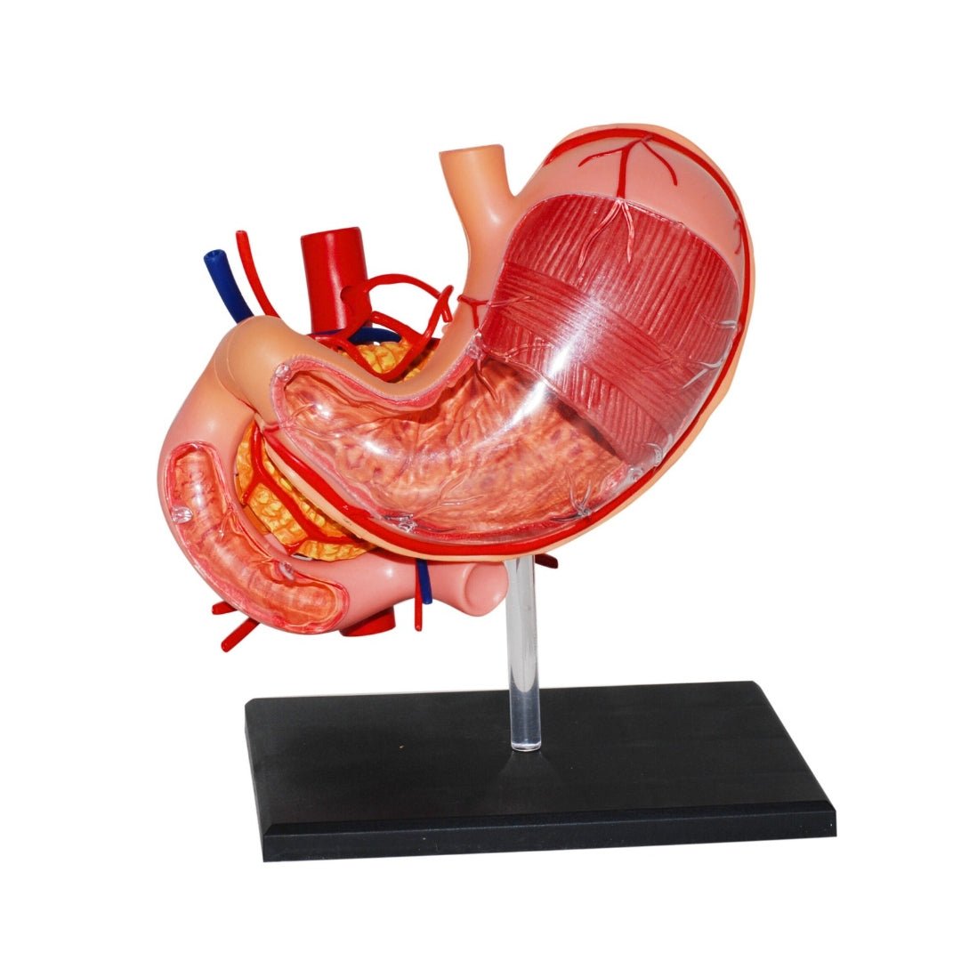 Human Anatomy – Stomach Model | Explore the Core of Digestion! - Fun Learning Store