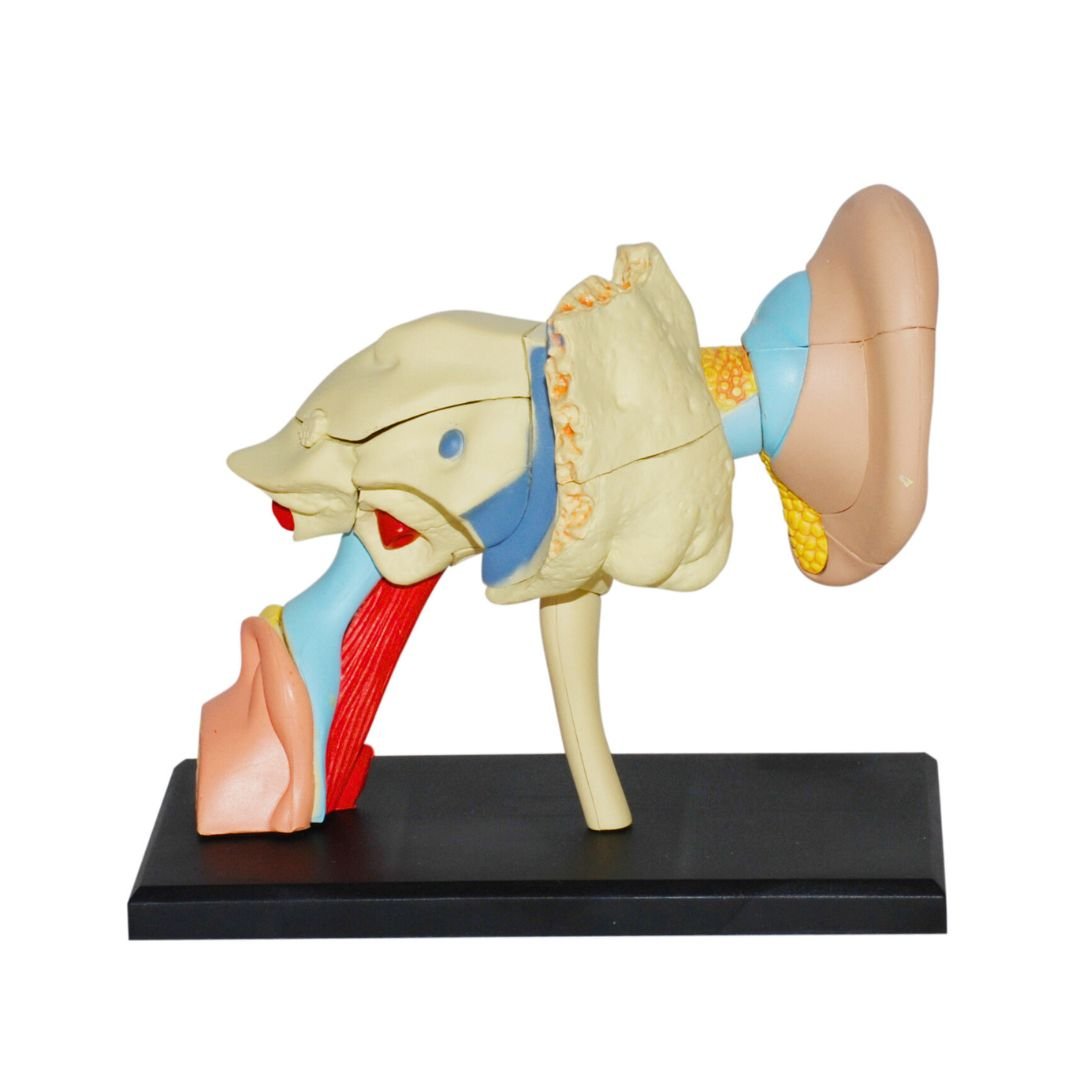 Human Ear Model – Discover the Wonders of Sound! - Fun Learning Store