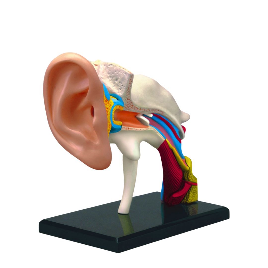 Human Ear Model – Discover the Wonders of Sound! - Fun Learning Store