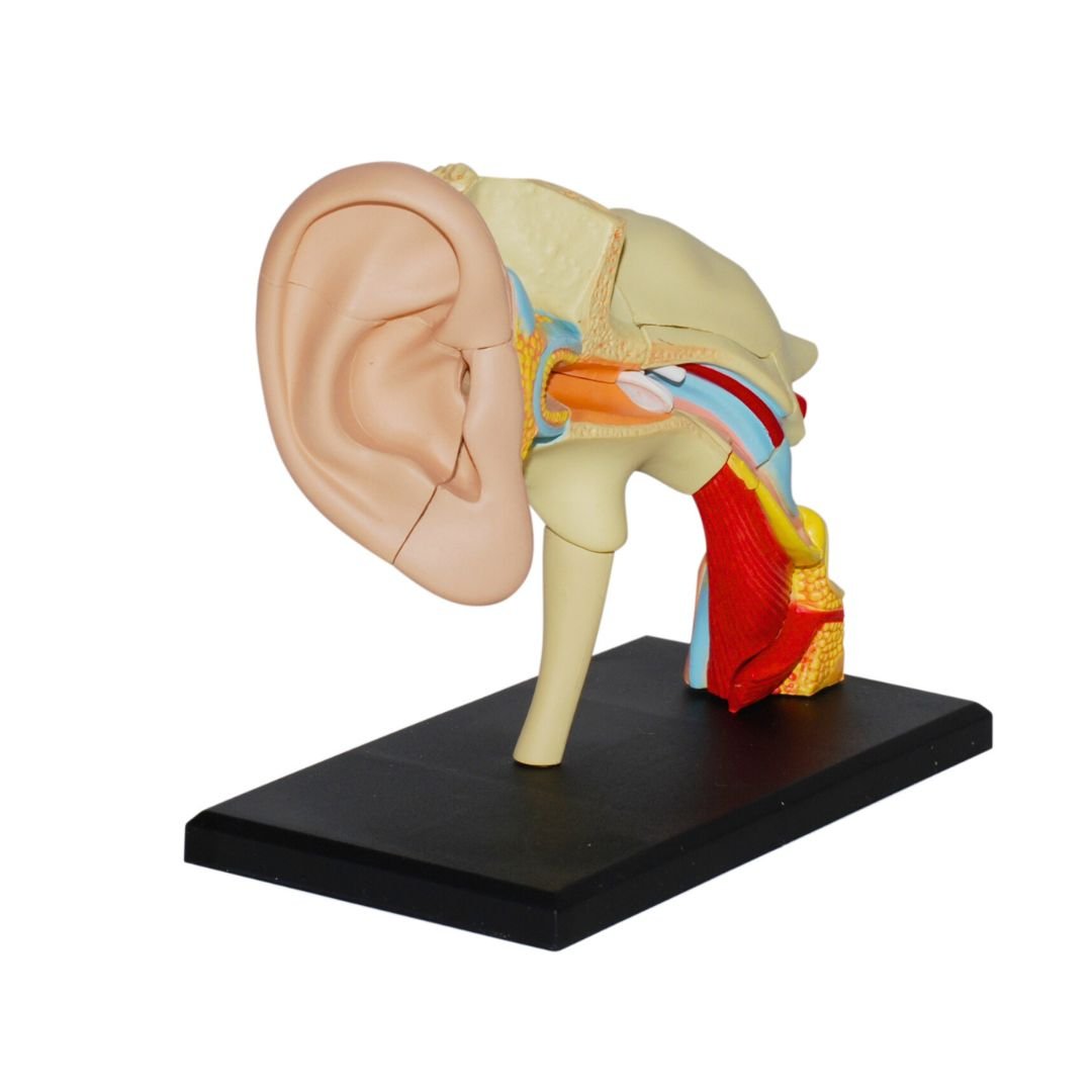 Human Ear Model – Discover the Wonders of Sound! - Fun Learning Store