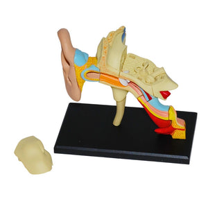 Human Ear Model – Discover the Wonders of Sound! - Fun Learning Store