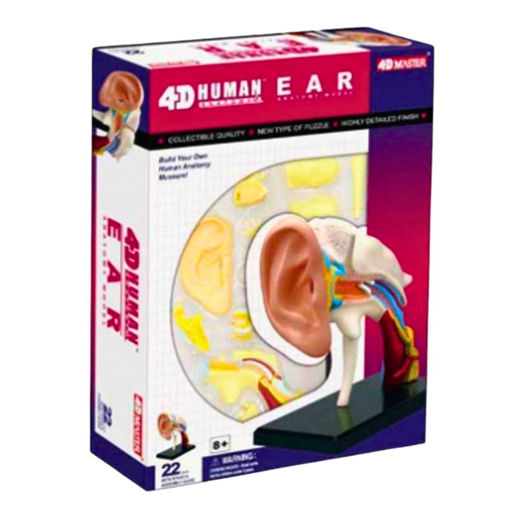Human Ear Model – Discover the Wonders of Sound! - Fun Learning Store