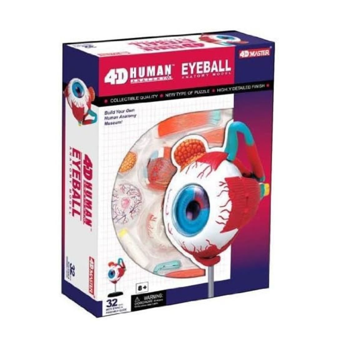 Human Eyeball Model – See the Wonders of Vision Up Close! - Fun Learning Store