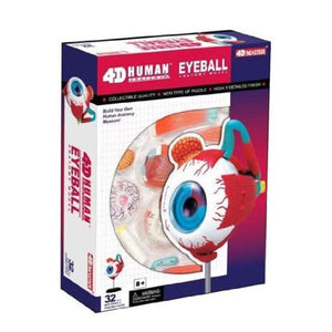 Human Eyeball Model – See the Wonders of Vision Up Close! - Fun Learning Store