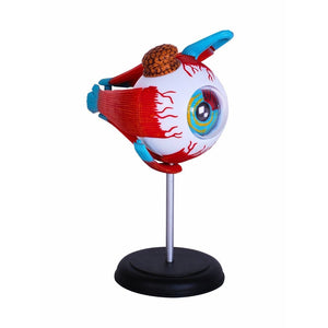 Human Eyeball Model – See the Wonders of Vision Up Close! - Fun Learning Store