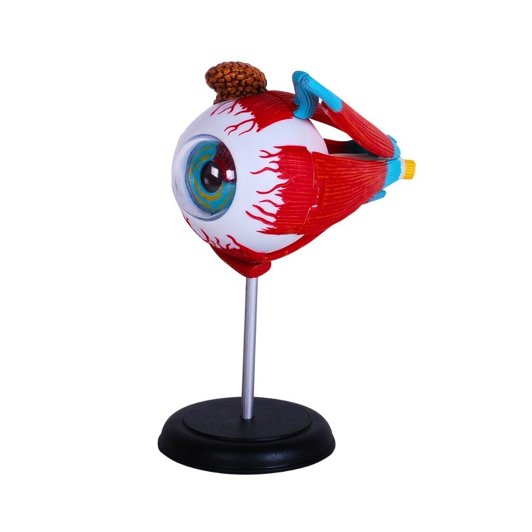 Human Eyeball Model – See the Wonders of Vision Up Close! - Fun Learning Store