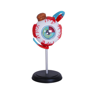 Human Eyeball Model – See the Wonders of Vision Up Close! - Fun Learning Store