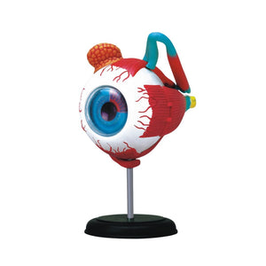 Human Eyeball Model – See the Wonders of Vision Up Close! - Fun Learning Store
