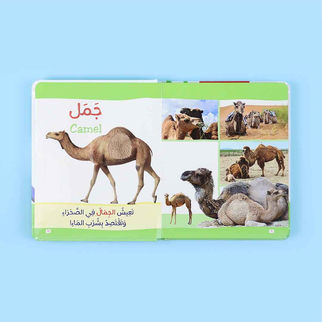 Montessori My First Book Collection: Animals, Letters & Numbers – 3 Books - Fun Learning Store