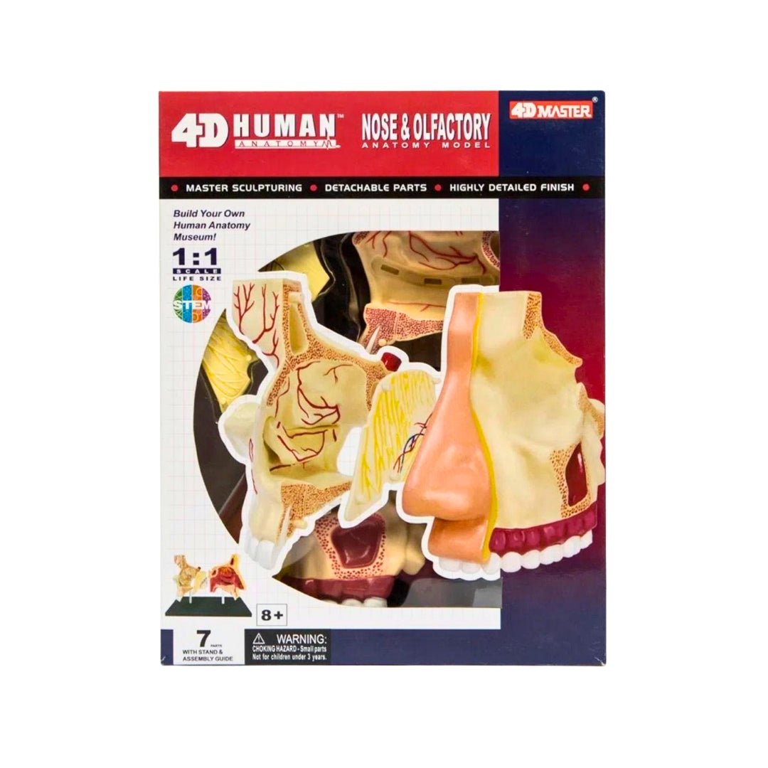 Nose & Olfactory Model – Discover the Fascinating Science of Smell! - Fun Learning Store