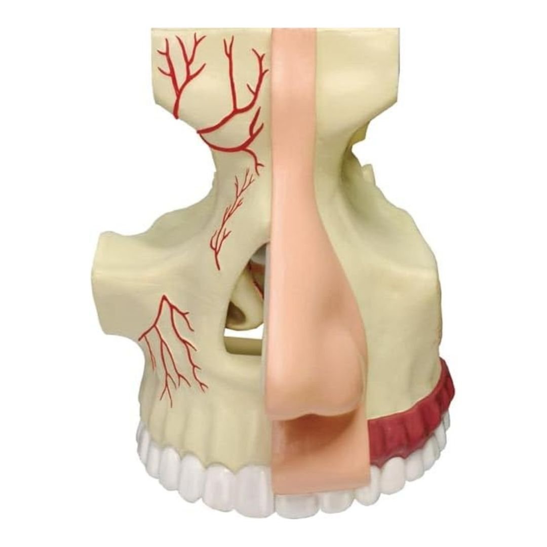 Nose & Olfactory Model – Discover the Fascinating Science of Smell! - Fun Learning Store