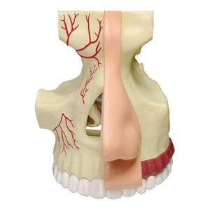 Nose & Olfactory Model – Discover the Fascinating Science of Smell! - Fun Learning Store