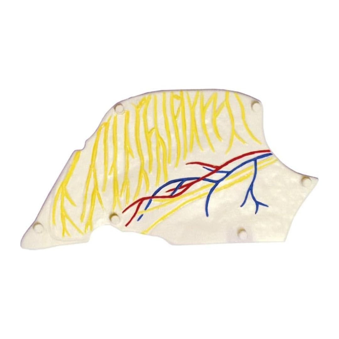 Nose & Olfactory Model – Discover the Fascinating Science of Smell! - Fun Learning Store