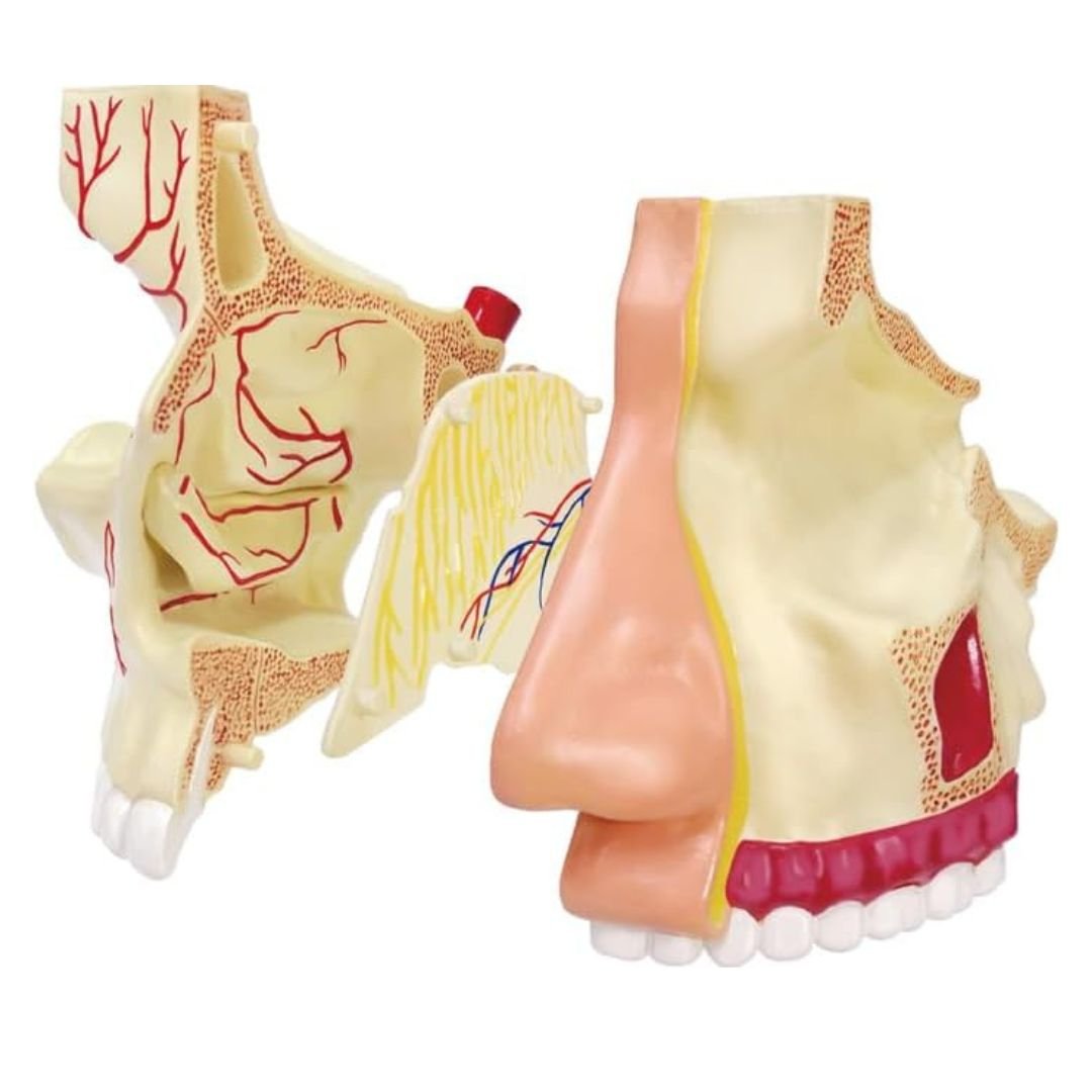 Nose & Olfactory Model – Discover the Fascinating Science of Smell! - Fun Learning Store
