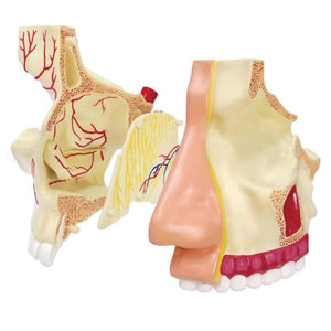 Nose & Olfactory Model – Discover the Fascinating Science of Smell! - Fun Learning Store