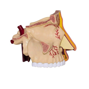 Nose & Olfactory Model – Discover the Fascinating Science of Smell! - Fun Learning Store