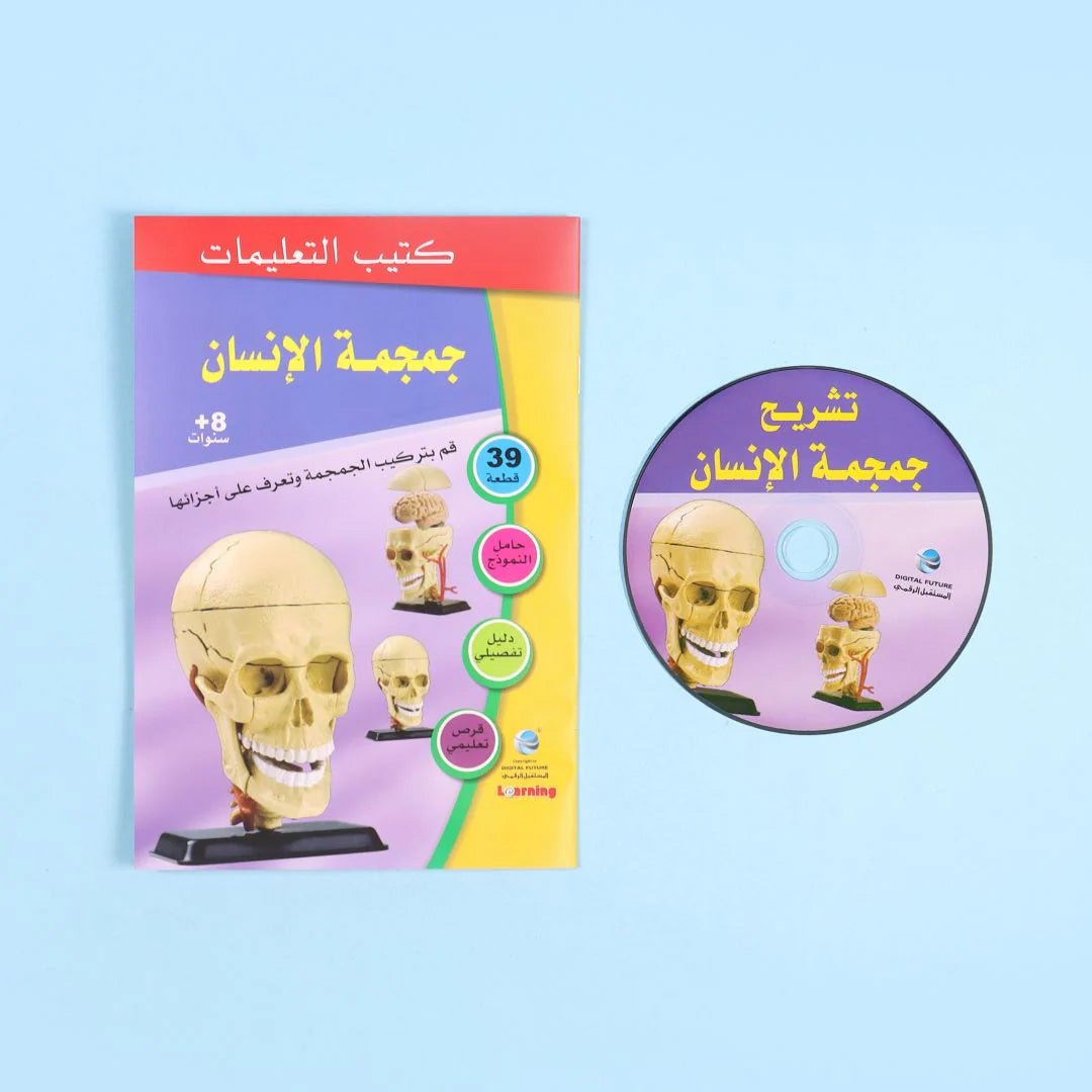 Skull Anatomy Model – Interactive Educational Tool for Kids, Parents, and Teachers - Fun Learning Store