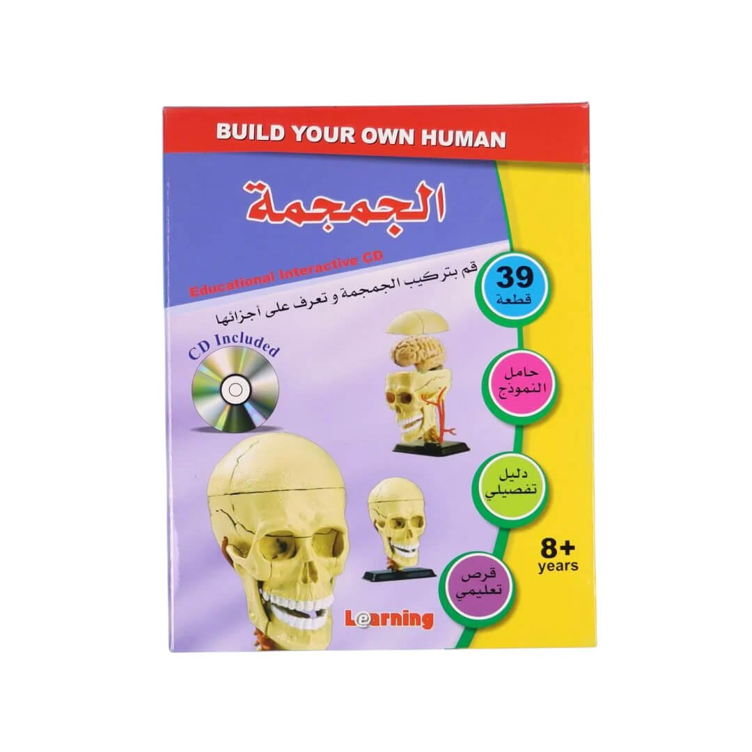 Skull Anatomy Model – Interactive Educational Tool for Kids, Parents, and Teachers - Fun Learning Store