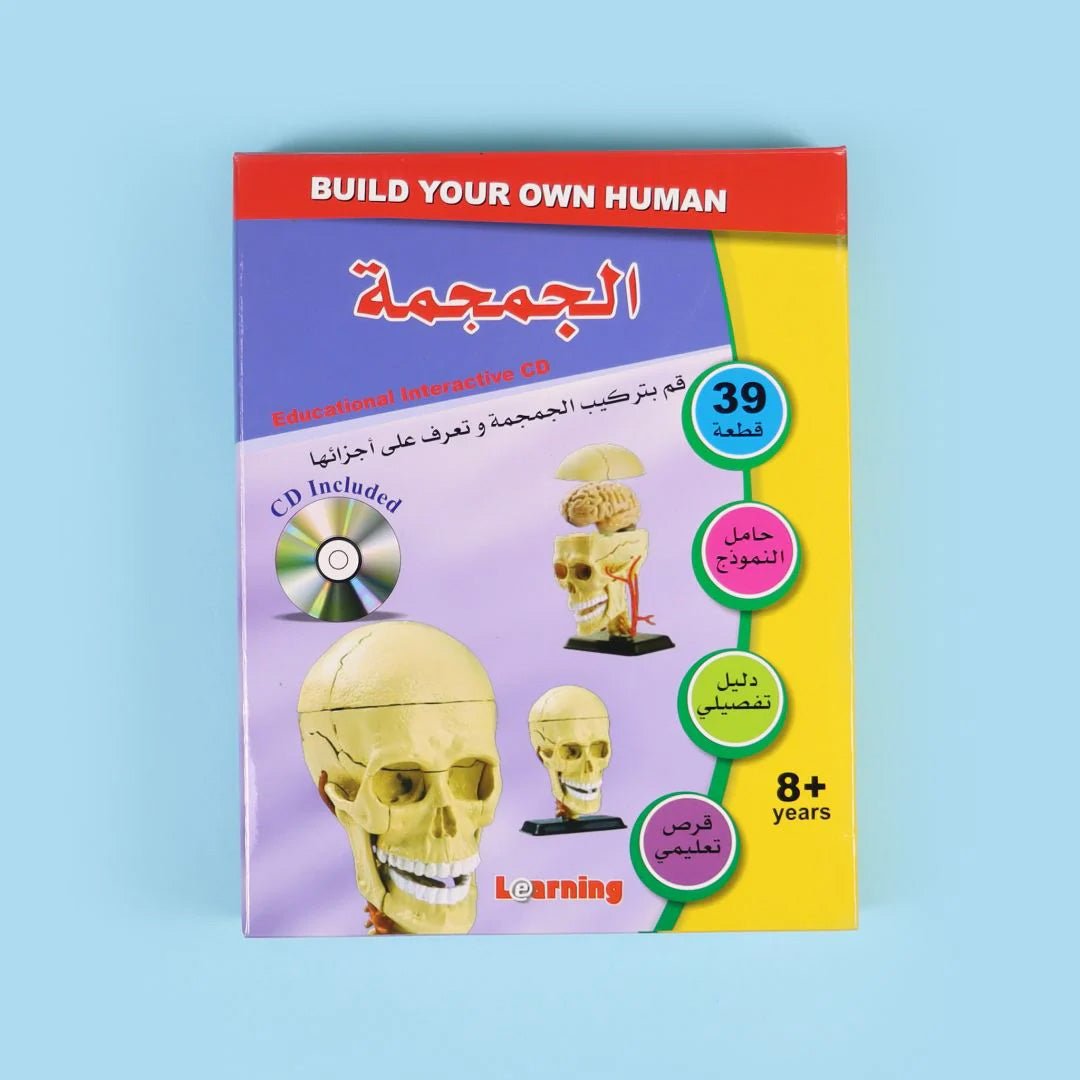 Skull Anatomy Model – Interactive Educational Tool for Kids, Parents, and Teachers - Fun Learning Store