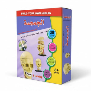 Skull Anatomy Model – Interactive Educational Tool for Kids, Parents, and Teachers - Fun Learning Store