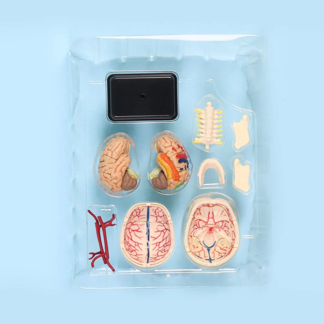 Skull Anatomy Model – Interactive Educational Tool for Kids, Parents, and Teachers - Fun Learning Store