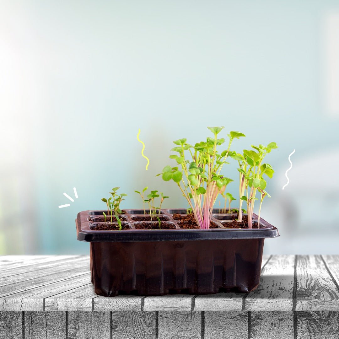 The Farming Kit - Fun & Educational Plant Growing Kit - Fun Learning Store