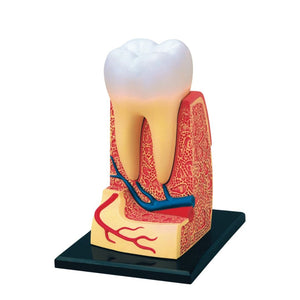 Triple - Root Molar Model – Discover the Hidden World Inside Your Tooth! - Fun Learning Store
