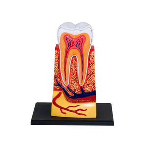 Triple - Root Molar Model – Discover the Hidden World Inside Your Tooth! - Fun Learning Store
