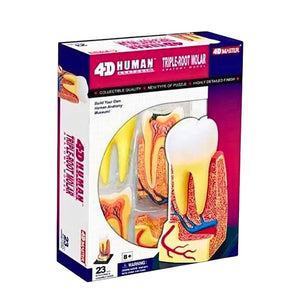 Triple - Root Molar Model – Discover the Hidden World Inside Your Tooth! - Fun Learning Store