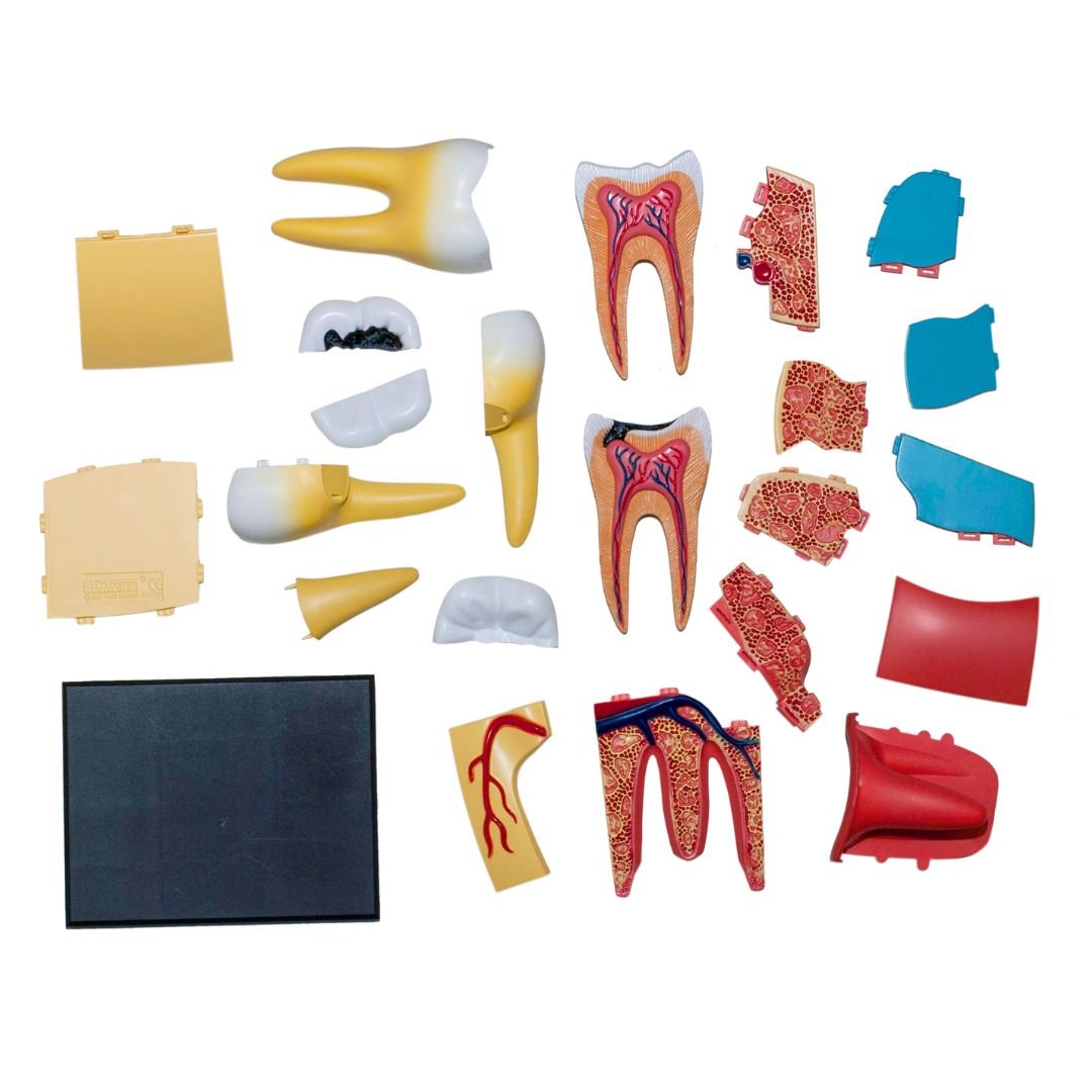 Triple - Root Molar Model – Discover the Hidden World Inside Your Tooth! - Fun Learning Store
