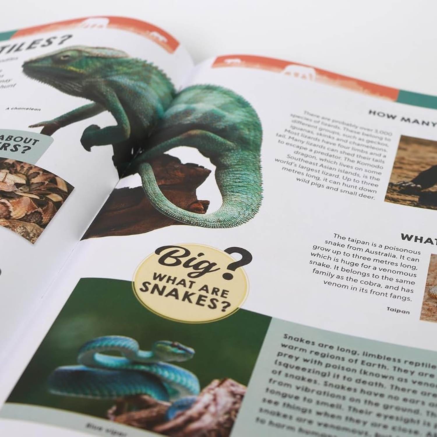 Ultimate Questions & Answers: Animals & Nature - The Wild Fact Book Every Curious Kid Needs! - Fun Learning Store
